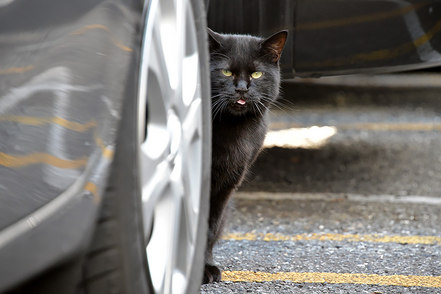 街のねこたち