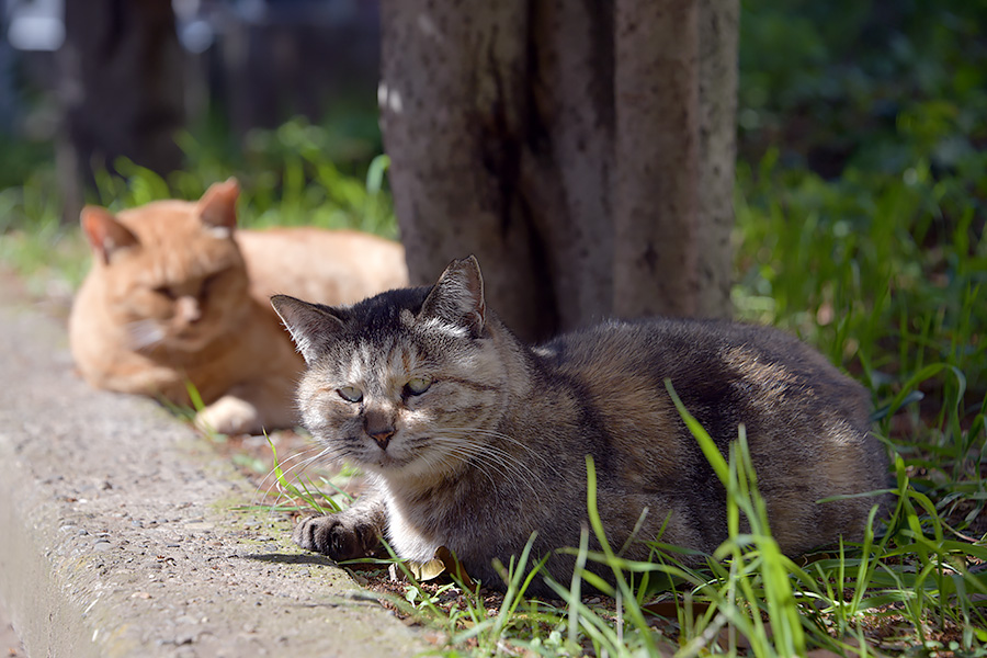 街のねこたち