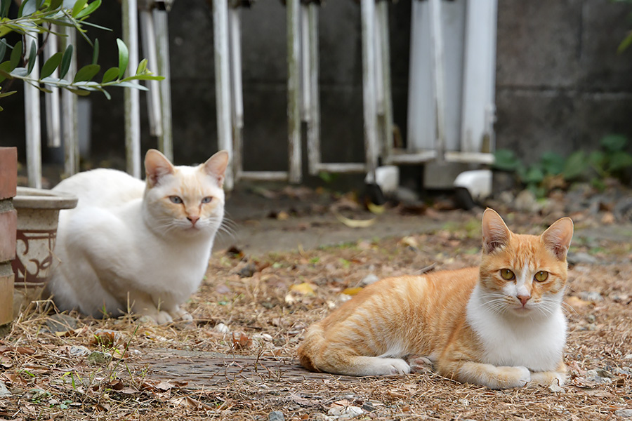 街のねこたち