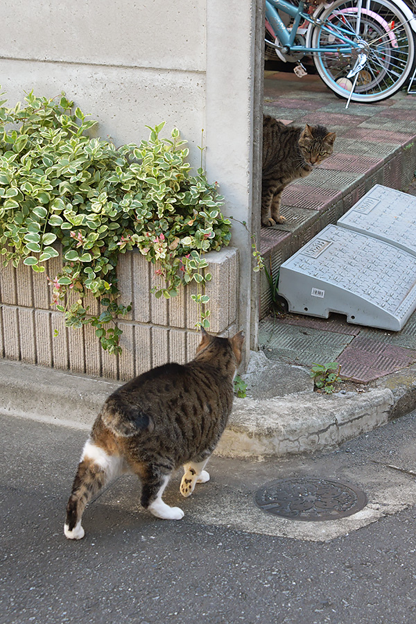 街のねこたち