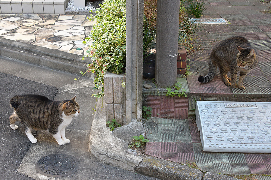 街のねこたち