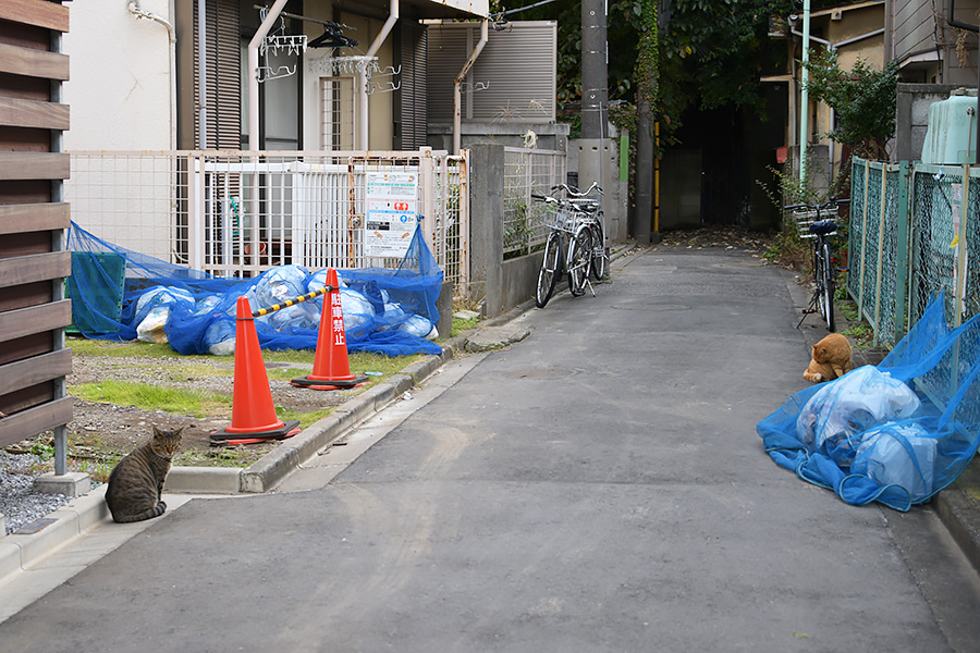 街のねこたち