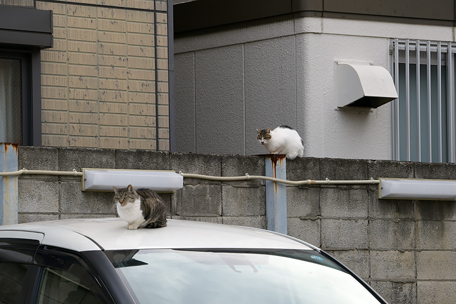 街のねこたち