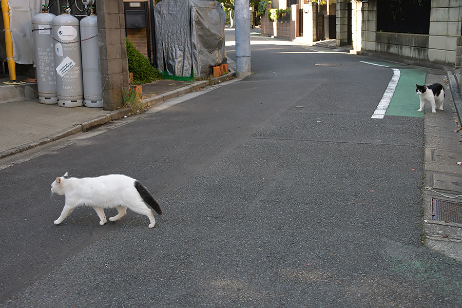 街のねこたち