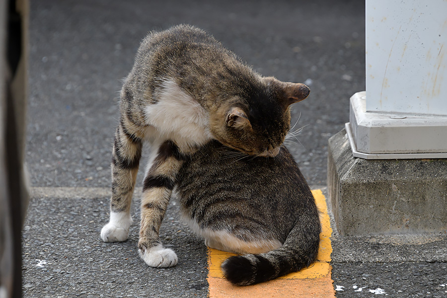 街のねこたち