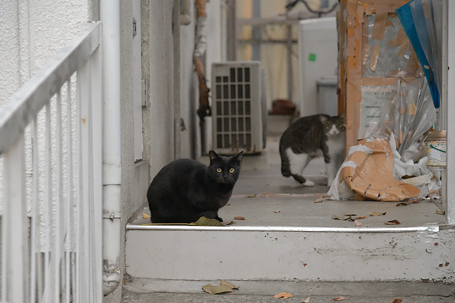 街のねこたち