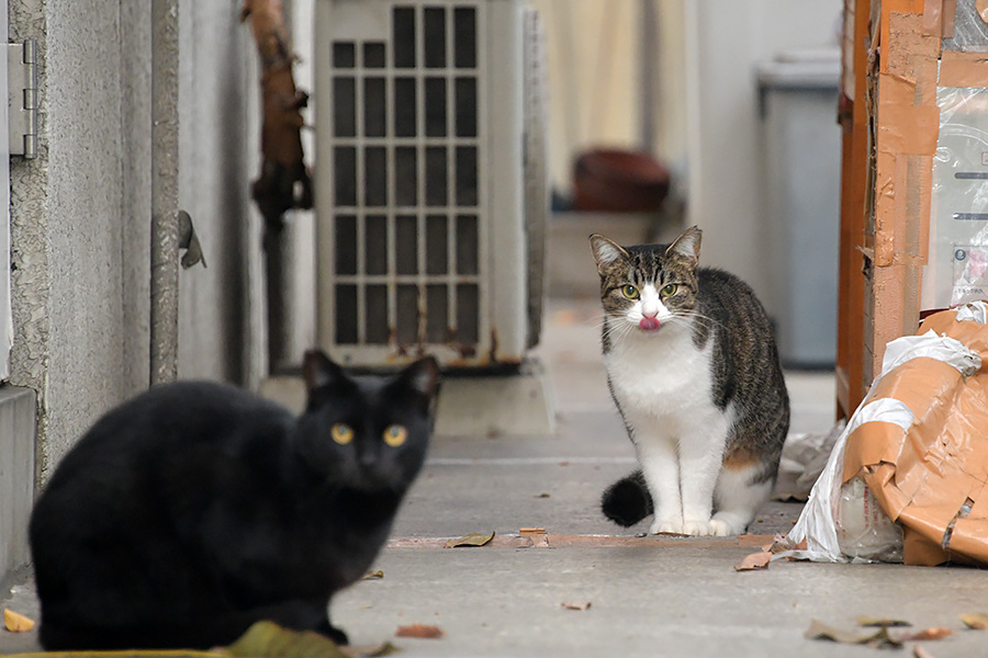 街のねこたち
