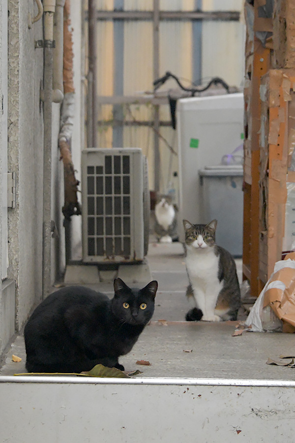 街のねこたち