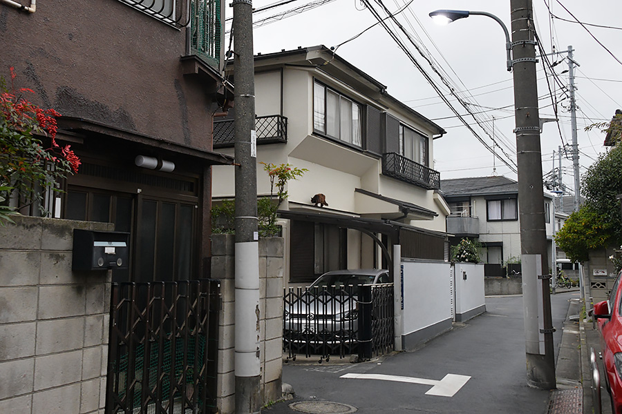 街のねこたち