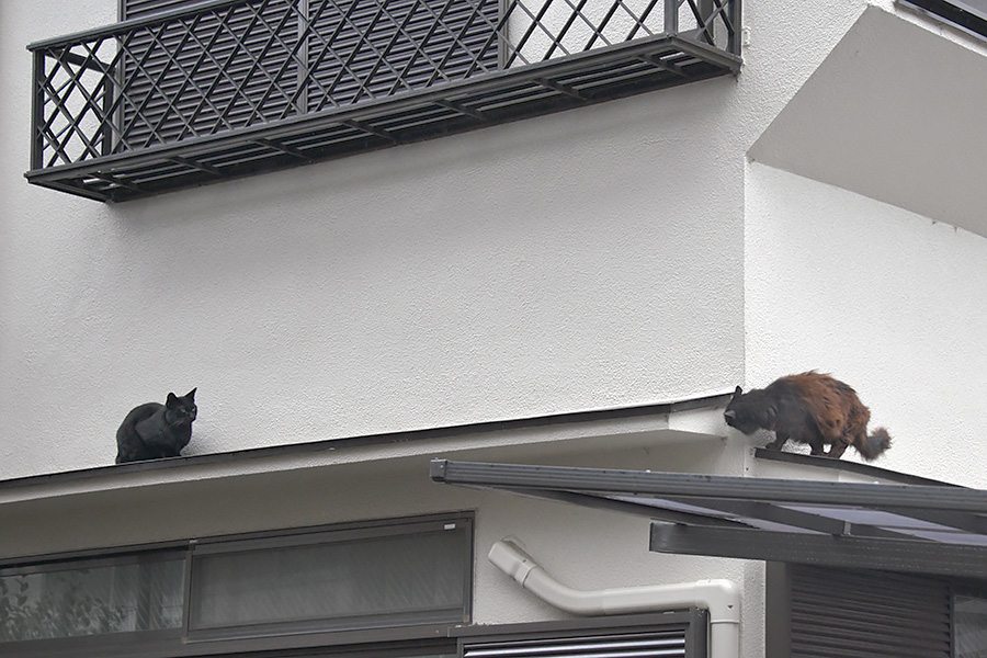 街のねこたち