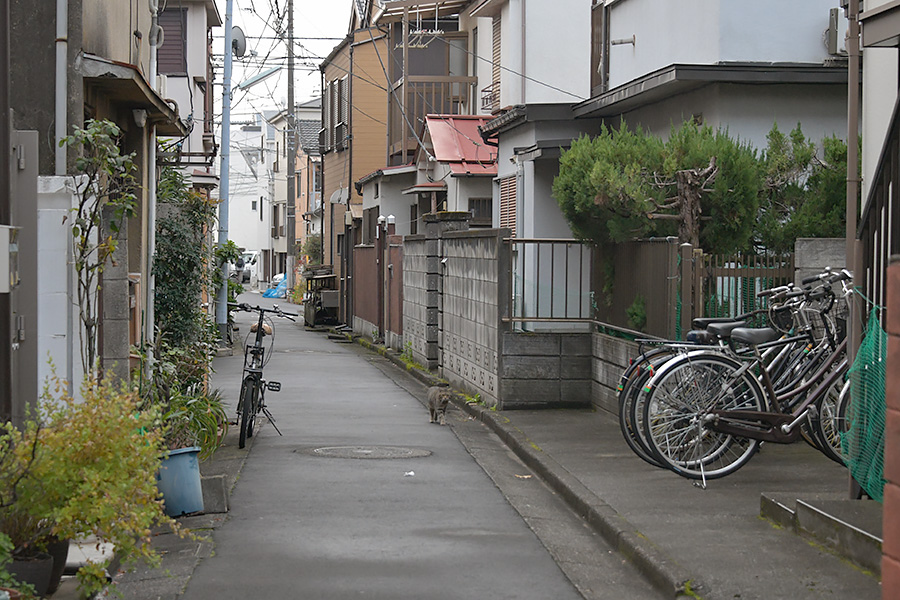 街のねこたち