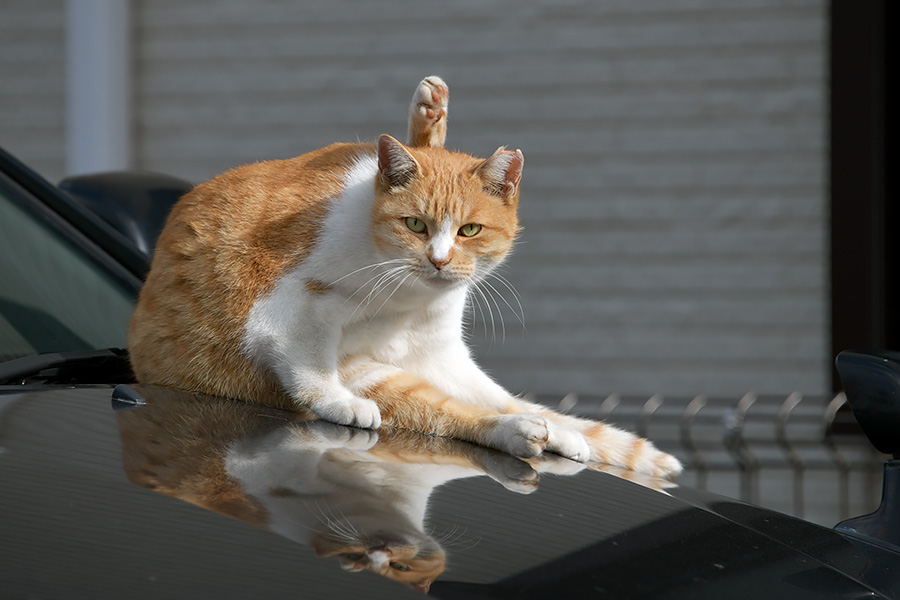 街のねこたち