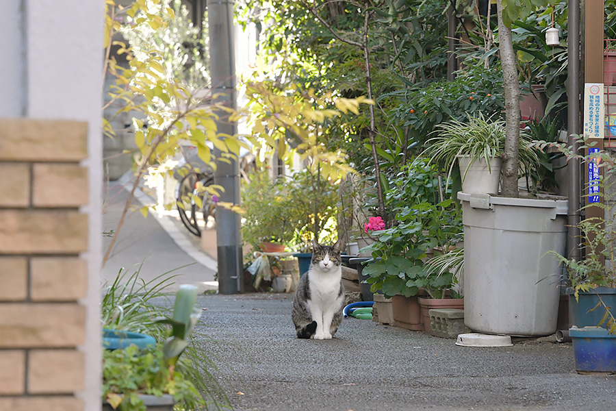 街のねこたち