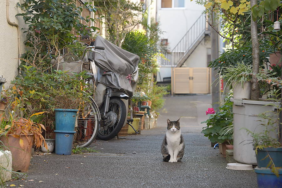 街のねこたち
