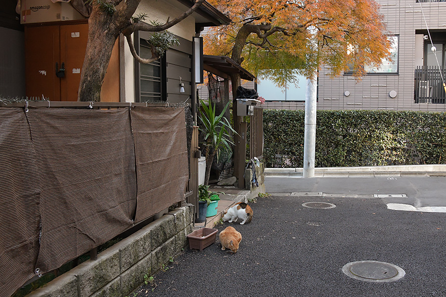 街のねこたち