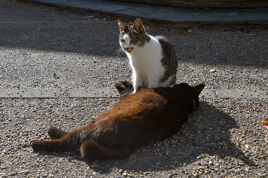 街のねこたち