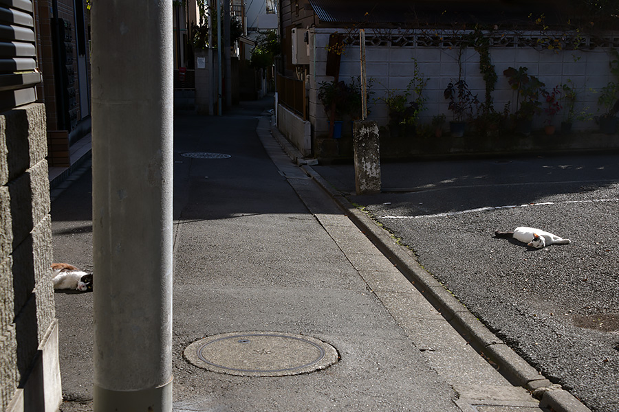 街のねこたち