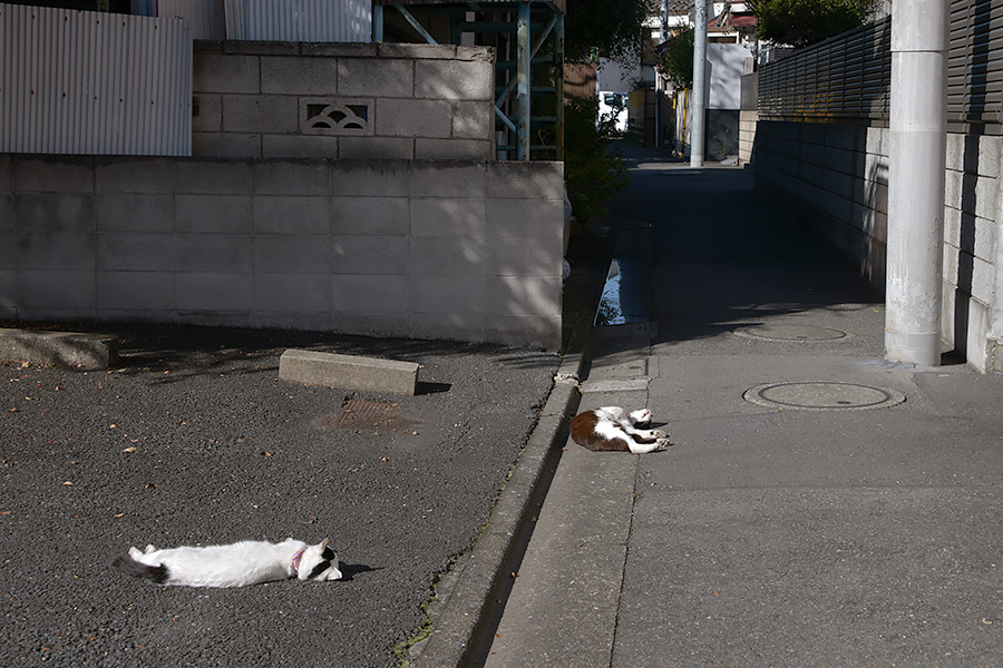 街のねこたち