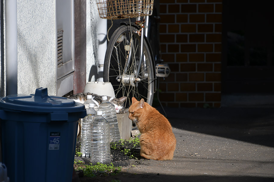 街のねこたち