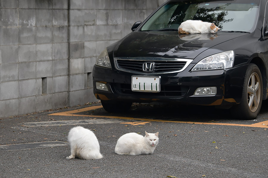 街のねこたち