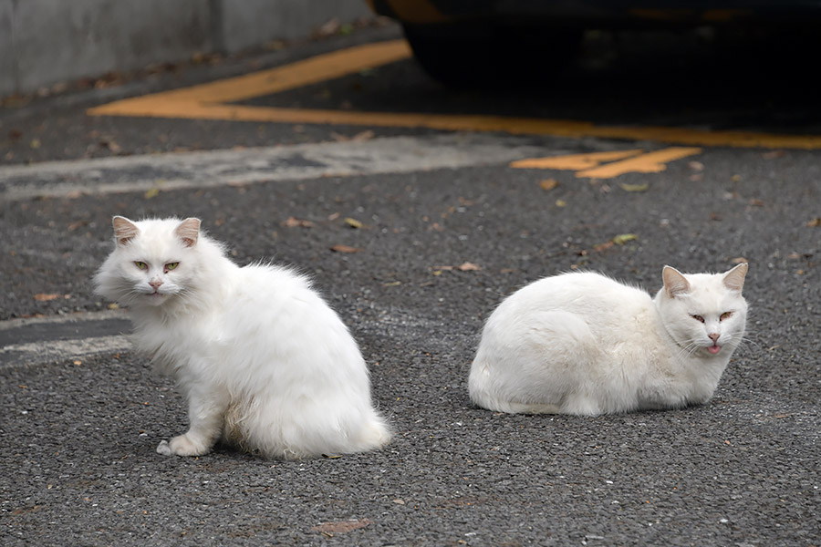 街のねこたち