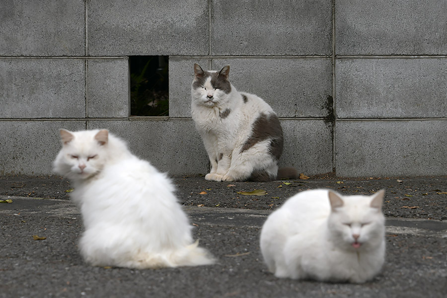街のねこたち