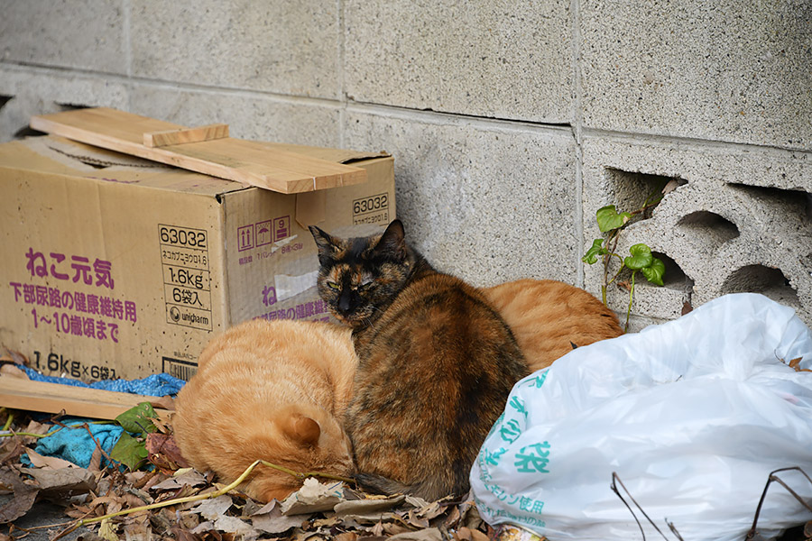 街のねこたち