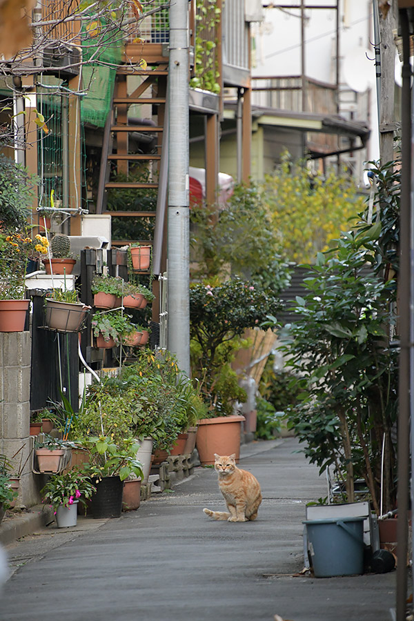 街のねこたち