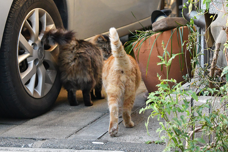 街のねこたち