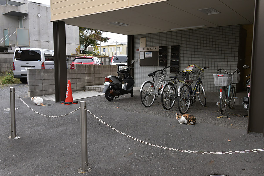 街のねこたち