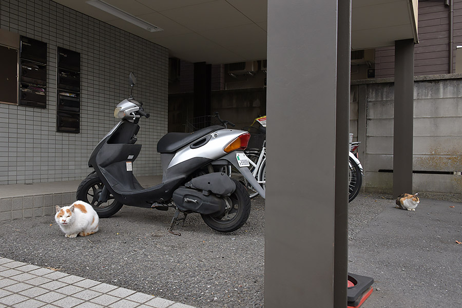 街のねこたち