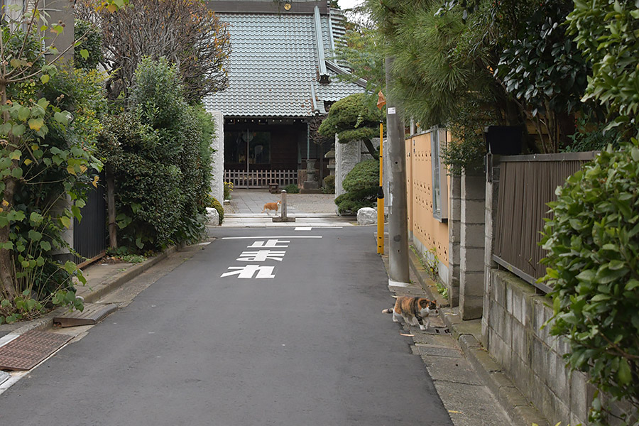 街のねこたち