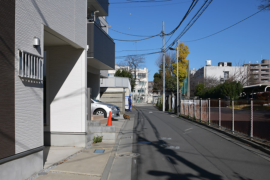 街のねこたち