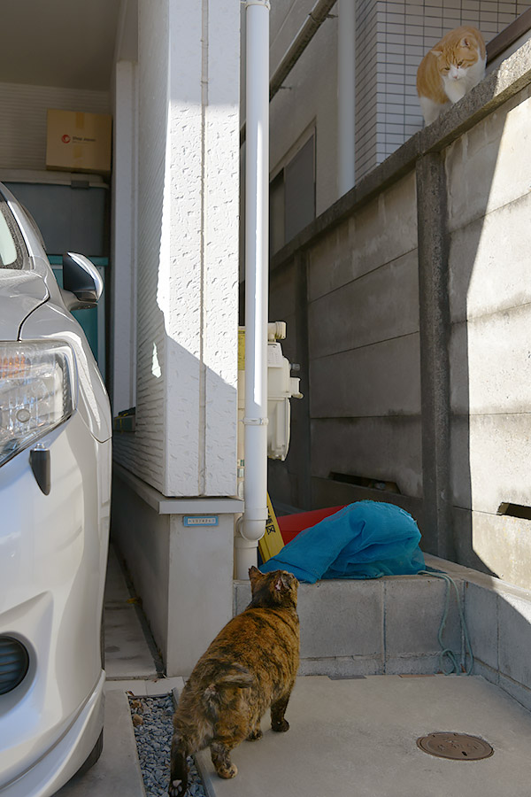 街のねこたち