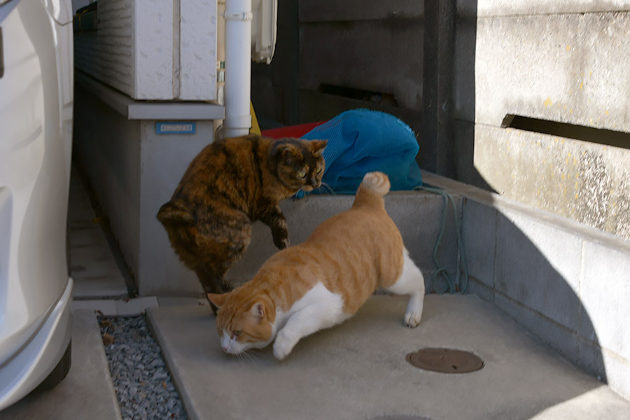 街のねこたち