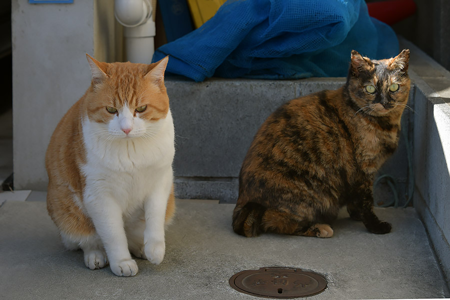 街のねこたち