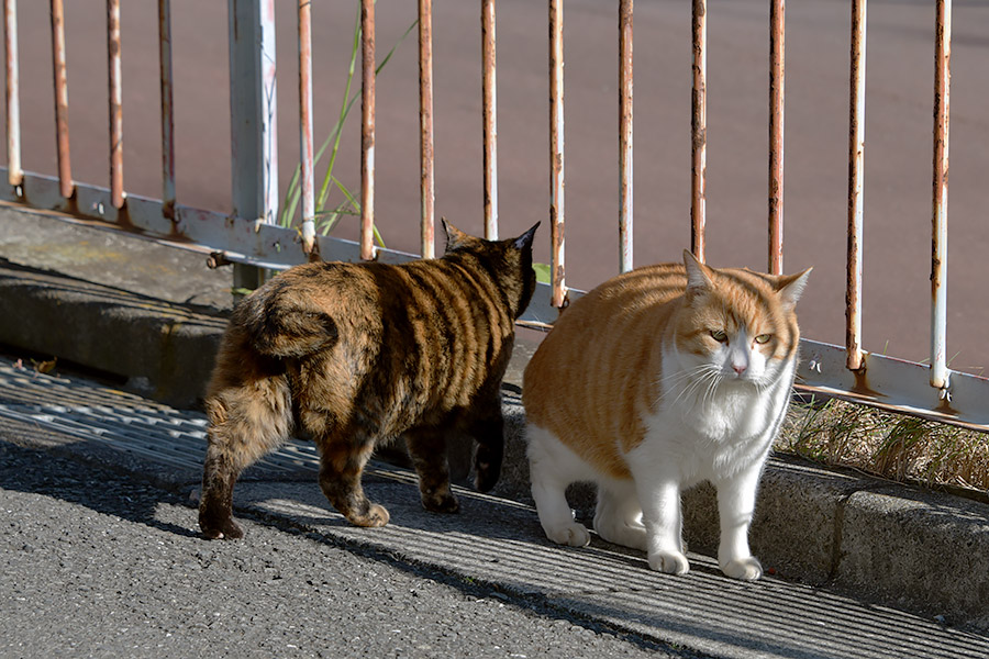 街のねこたち