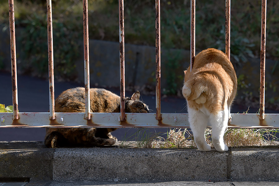 街のねこたち