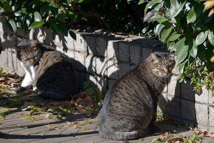 街のねこたち