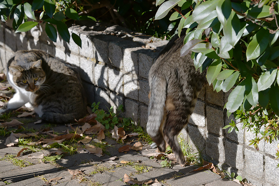 街のねこたち