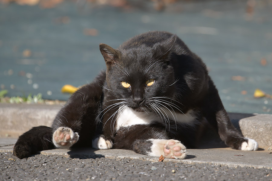 街のねこたち