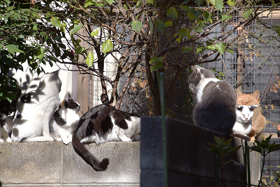 街のねこたち