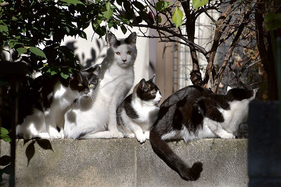 街のねこたち
