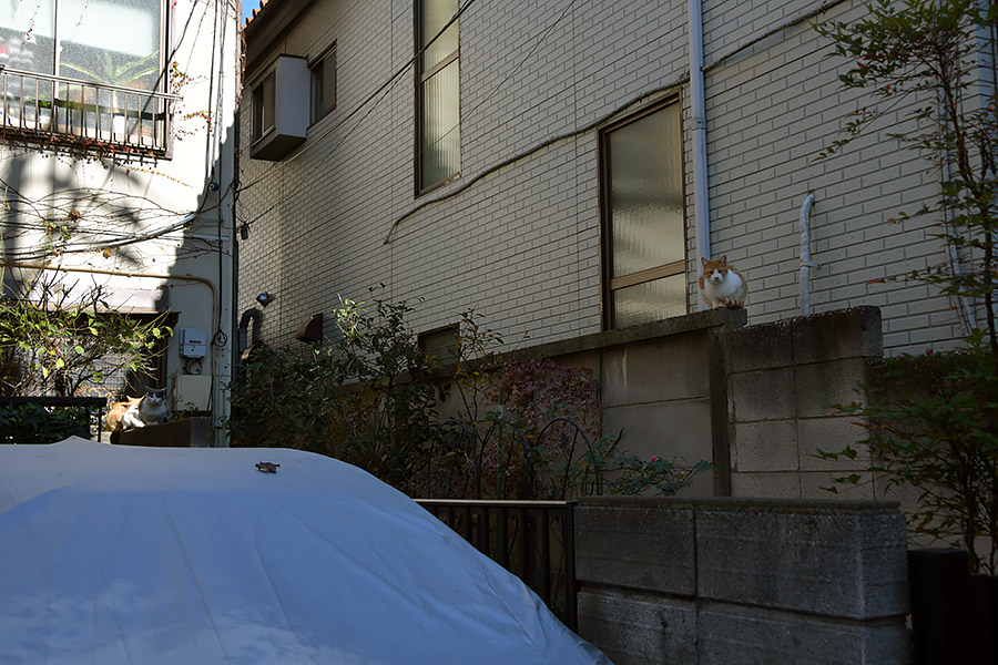 街のねこたち