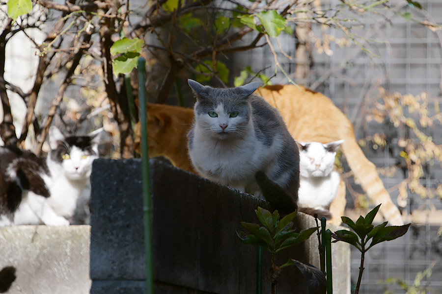 街のねこたち