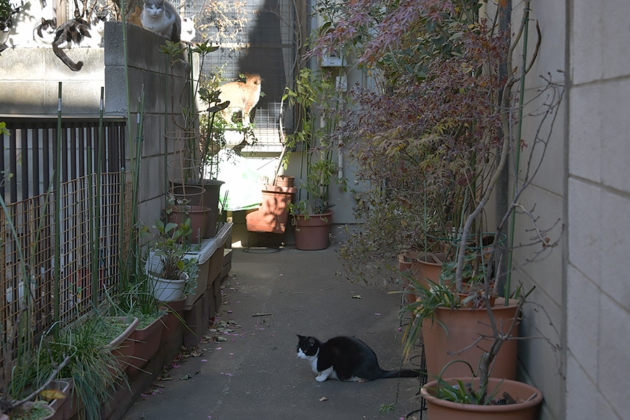 街のねこたち