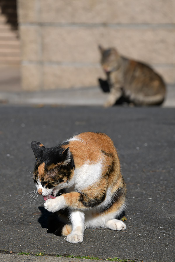 街のねこたち