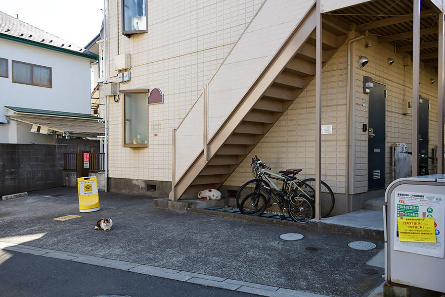 街のねこたち
