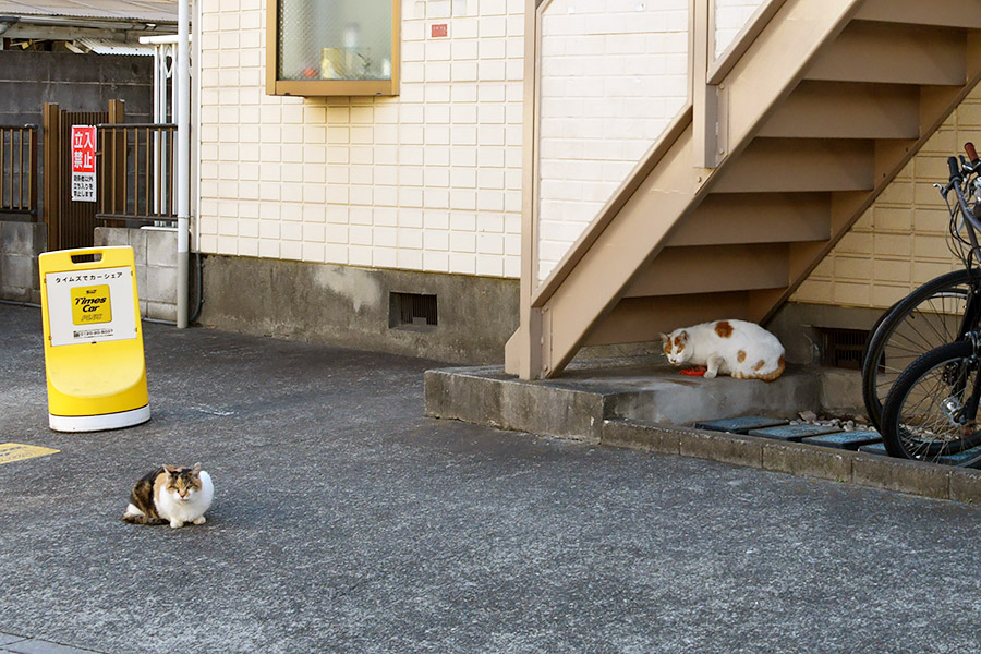 街のねこたち