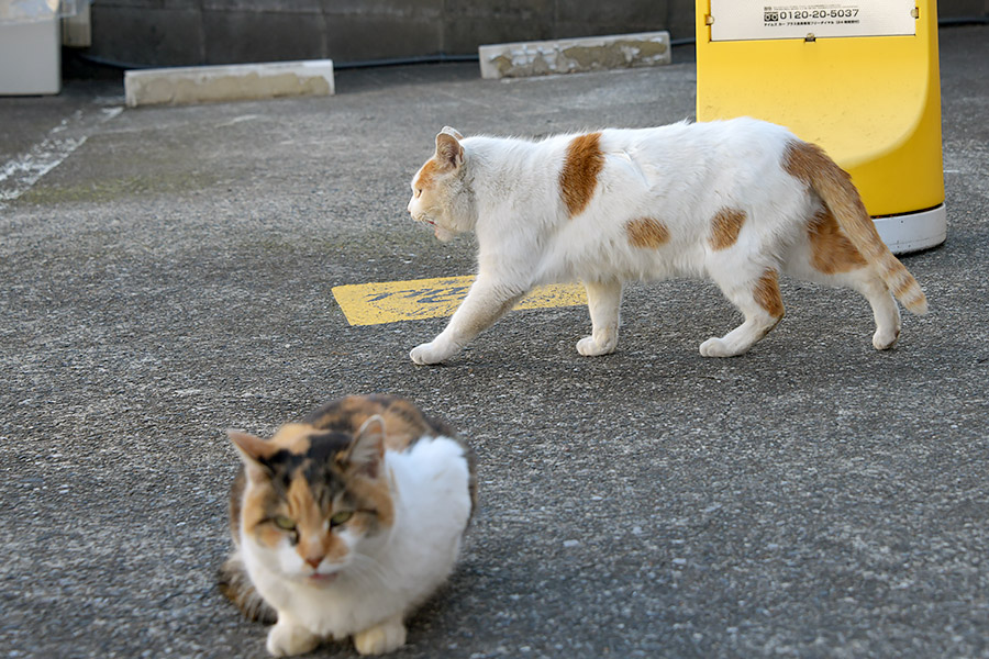 街のねこたち